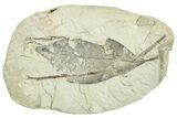 Miocene Fossil Leaf (Cinnamomum) - Augsburg, Germany #254183-1
